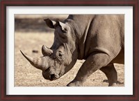 Framed Profile close-up of endangered white rhinoceros, Okapuka Ranch, Windhoek, Namibia