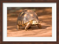 Framed Radiated Tortoise in Sand, Madagascar