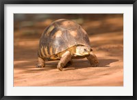 Framed Radiated Tortoise in Sand, Madagascar