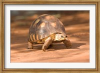 Framed Radiated Tortoise in Sand, Madagascar