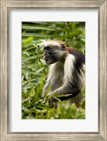 Framed Red Colobus Monkey, Volcanoes NF, Rwanda