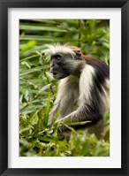 Framed Red Colobus Monkey, Volcanoes NF, Rwanda
