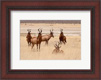 Framed Red hartebeest, Etosha National Park, Namibia, Africa