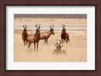 Framed Red hartebeest, Etosha National Park, Namibia, Africa