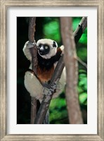 Framed Propithecus sifaka lemur, Madagascar