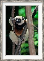 Framed Propithecus sifaka lemur, Madagascar