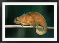 Framed Parson's Chameleon lizard, Perinet Reserve, Madagascar