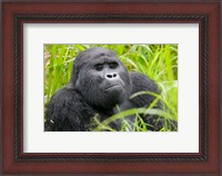 Framed Mountain Gorilla in Rainforest, Bwindi Impenetrable National Park, Uganda