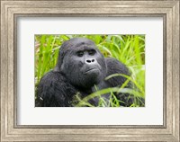 Framed Mountain Gorilla in Rainforest, Bwindi Impenetrable National Park, Uganda