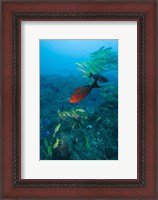 Framed Mozambique, Guinjata Bay, Jangamo Beach, Tropical fish