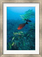 Framed Mozambique, Guinjata Bay, Jangamo Beach, Tropical fish