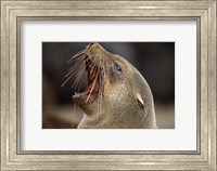 Framed Namibia, Cape Cross Seal Reserve. Close up of Southern Fur Seal