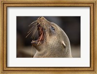 Framed Namibia, Cape Cross Seal Reserve. Close up of Southern Fur Seal