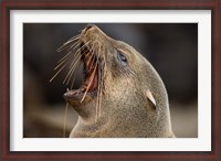 Framed Namibia, Cape Cross Seal Reserve. Close up of Southern Fur Seal