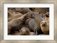 Framed Namibia, Cape Cross Seal Reserve. Group of Southern Fur Seal