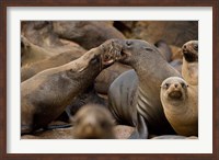 Framed Namibia, Cape Cross Seal Reserve. Group of Southern Fur Seal