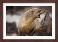 Framed Namibia, Cape Cross Seal Reserve. Southern Fur Seals