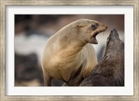 Framed Namibia, Cape Cross Seal Reserve. Southern Fur Seals