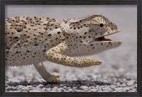 Framed Namibia, Caprivi Strip, Flap Necked Chameleon lizard Head