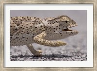 Framed Namibia, Caprivi Strip, Flap Necked Chameleon lizard Head