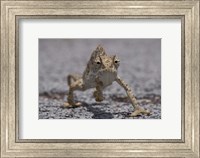 Framed Namibia, Caprivi Strip, Flap Necked Chameleon lizard