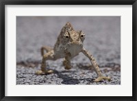 Framed Namibia, Caprivi Strip, Flap Necked Chameleon lizard