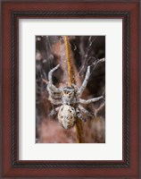 Framed Namibia, Etosha National Park, Spider feeding on moth