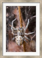 Framed Namibia, Etosha National Park, Spider feeding on moth