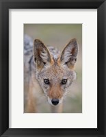 Framed Namibia, Etosha National Park. Black Backed Jackal