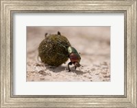 Framed Namibia, Etosha NP, Dung Beetle insect