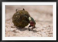 Framed Namibia, Etosha NP, Dung Beetle insect