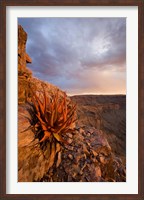 Framed Namibia, Fish River Canyon National Park, close up of adesert plant