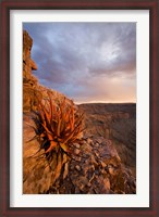 Framed Namibia, Fish River Canyon National Park, close up of adesert plant