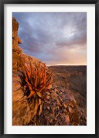 Framed Namibia, Fish River Canyon National Park, close up of adesert plant