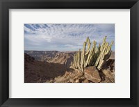 Framed Namibia, Fish River Canyon NP, Cactus succulent