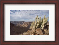 Framed Namibia, Fish River Canyon NP, Cactus succulent