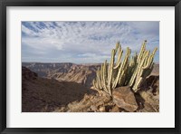 Framed Namibia, Fish River Canyon NP, Cactus succulent