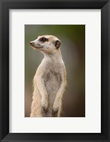 Framed Namibia, Keetmanshoop, Meerkat burrow, Mongoose