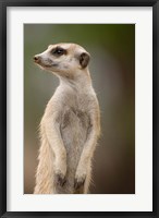 Framed Namibia, Keetmanshoop, Meerkat burrow, Mongoose