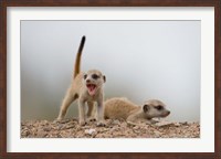 Framed Namibia, Keetmanshoop, Meerkat, mongoose, Namib Desert