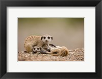 Framed Namibia, Keetmanshoop, Meerkats, Namib Desert