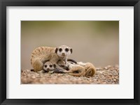 Framed Namibia, Keetmanshoop, Meerkats, Namib Desert