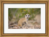 Framed Namibia, Keetmanshoop, Namib Desert, Mongoose