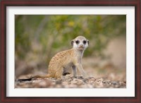 Framed Namibia, Keetmanshoop, Namib Desert, Mongoose