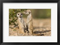 Framed Namibia, Keetmanshoop, Namib Desert, Pair of Meerkats