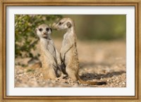 Framed Namibia, Keetmanshoop, Namib Desert, Pair of Meerkats
