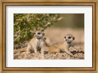 Framed Namibia, Keetmanshoop, Namib Desert, Meerkats lying