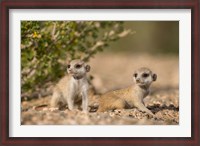 Framed Namibia, Keetmanshoop, Namib Desert, Meerkats lying