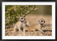 Framed Namibia, Keetmanshoop, Namib Desert, Meerkats lying