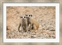 Framed Namibia, Keetmanshoop, Meerkat, Namib Desert, Mongoose
